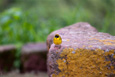 Lalibela_Yellow Bird_201208