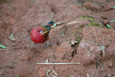 Lalibela_Red Bird_201208