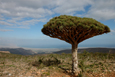 Suqutra_Dragon's Blood Tree1_200701