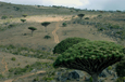 Suqutra_Dragon's Blood Tree2_200701